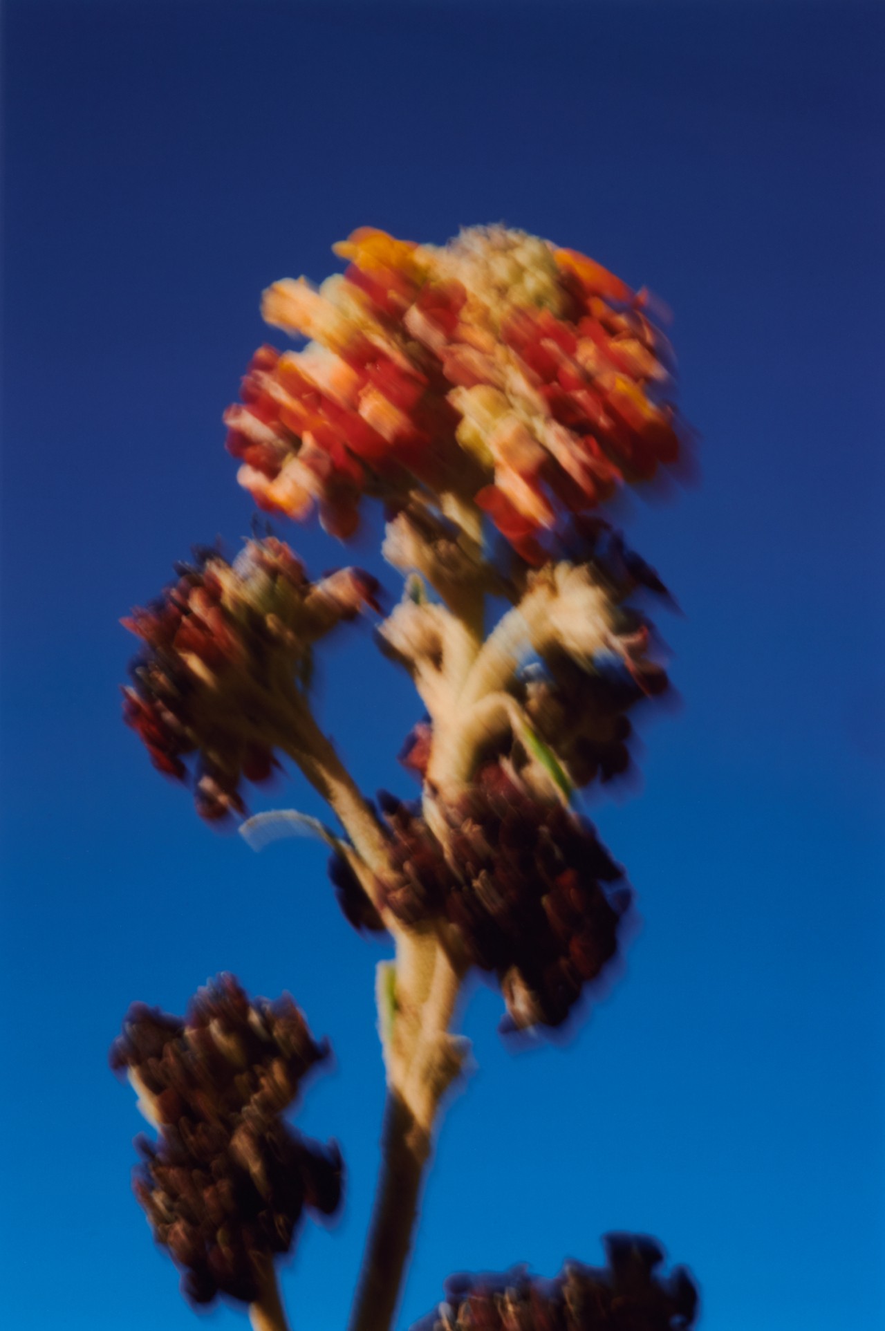 A blurry shot of a Peruvian fruit plant grown tall in front of a dark blue sky back drop.