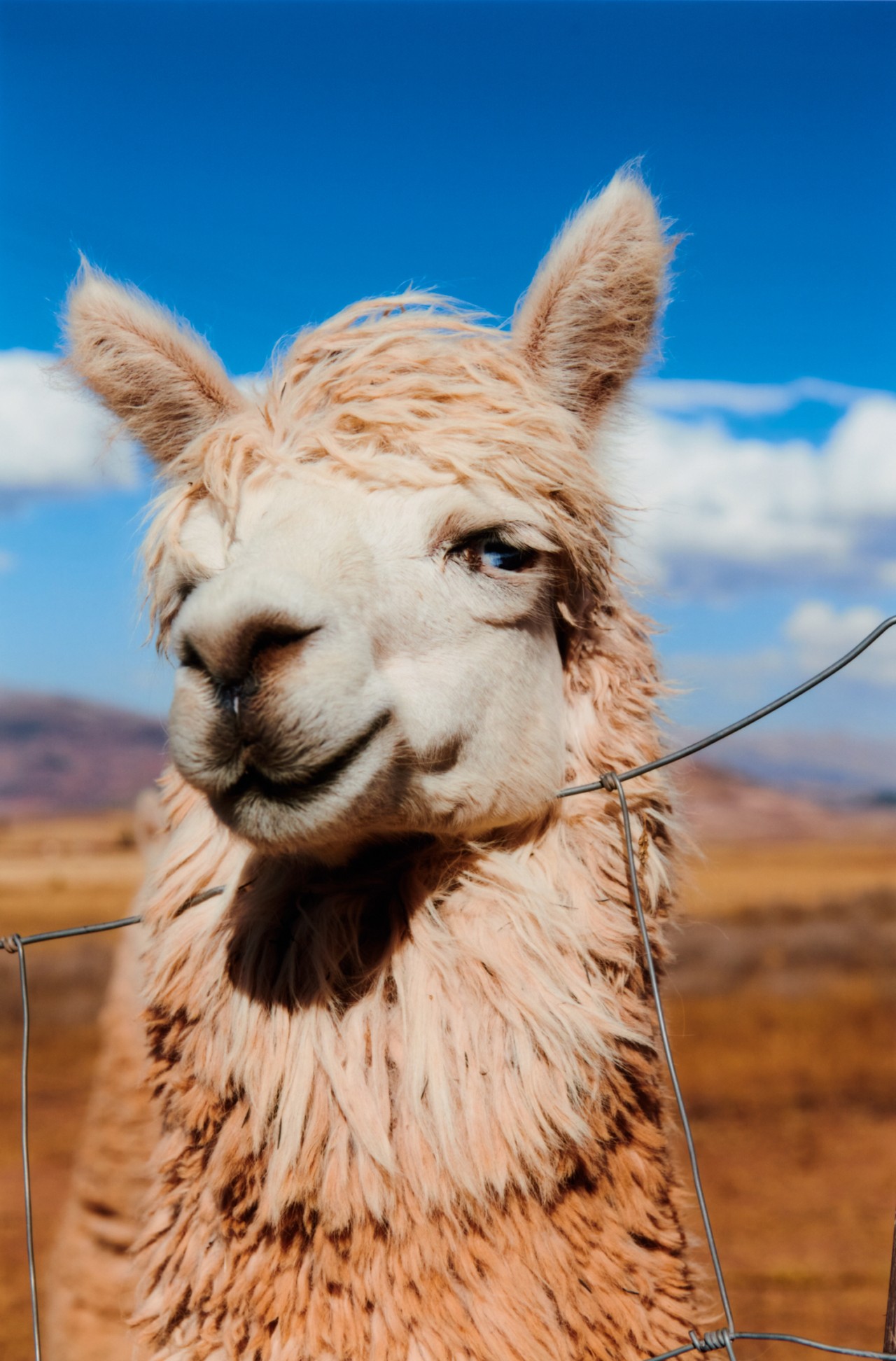 A Peruvian llama looks into the camera.
