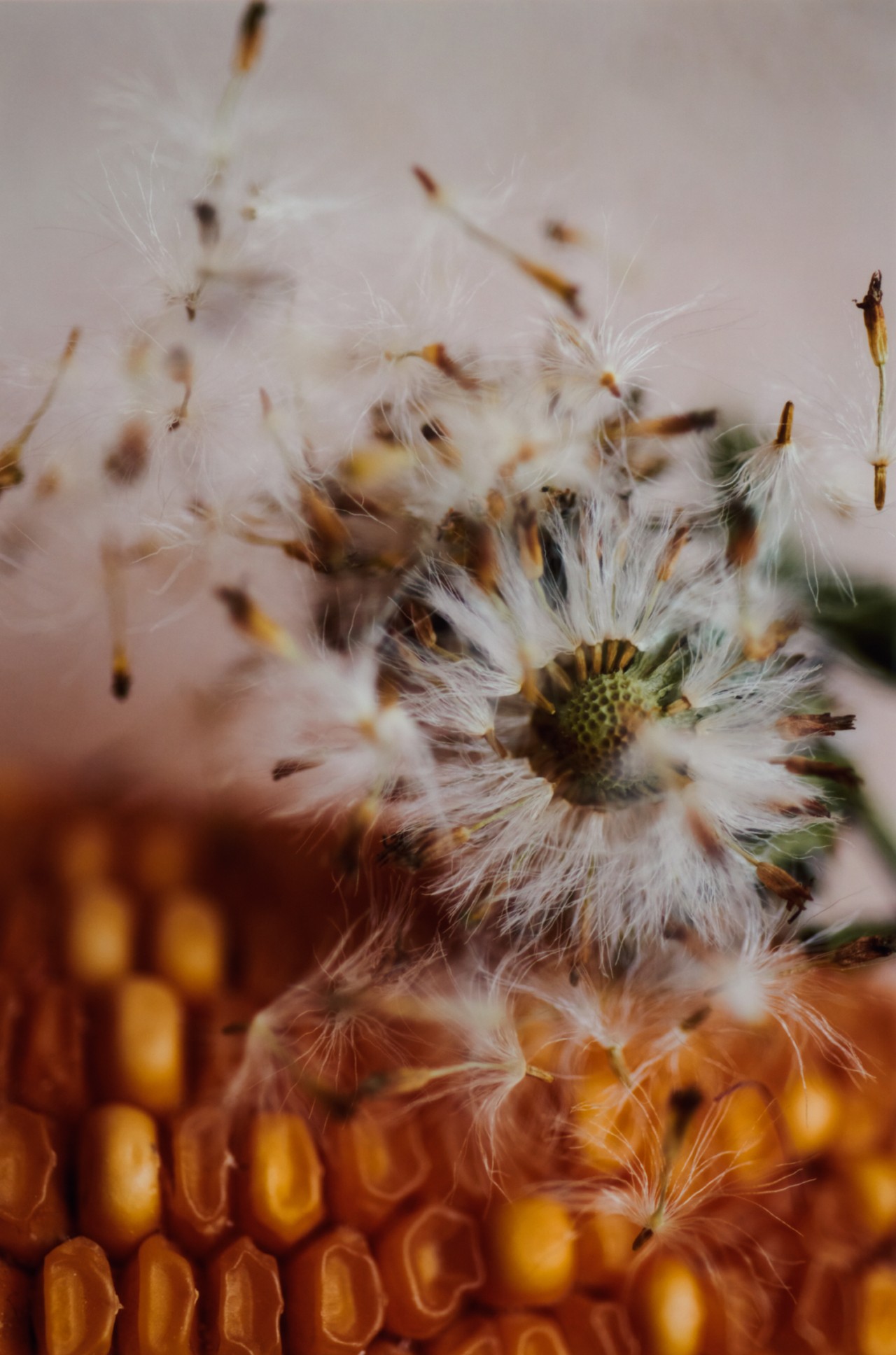 An up close shot of Pichana and Chulpi Corn.