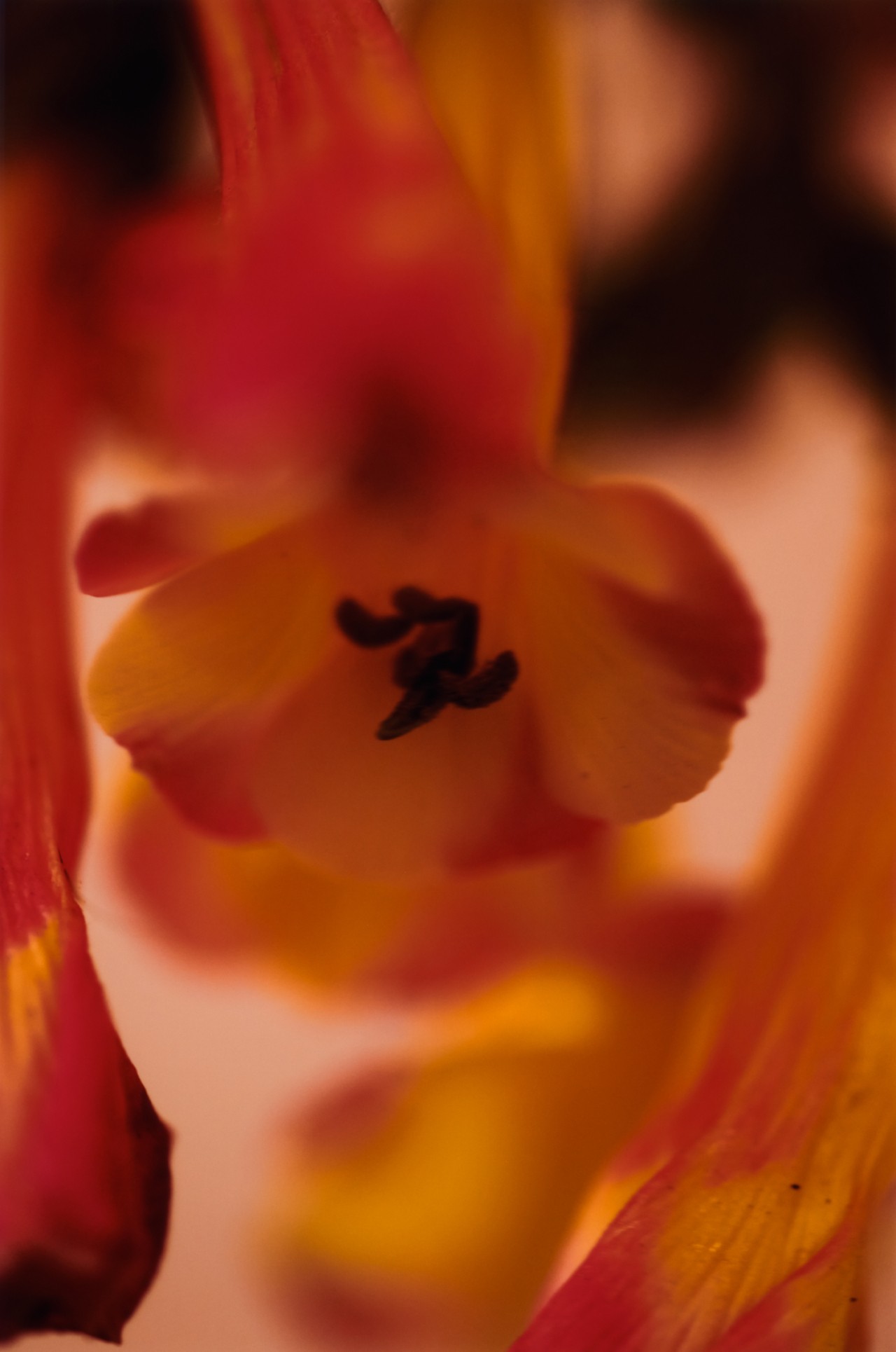 Orange and yellow flowers swirl.