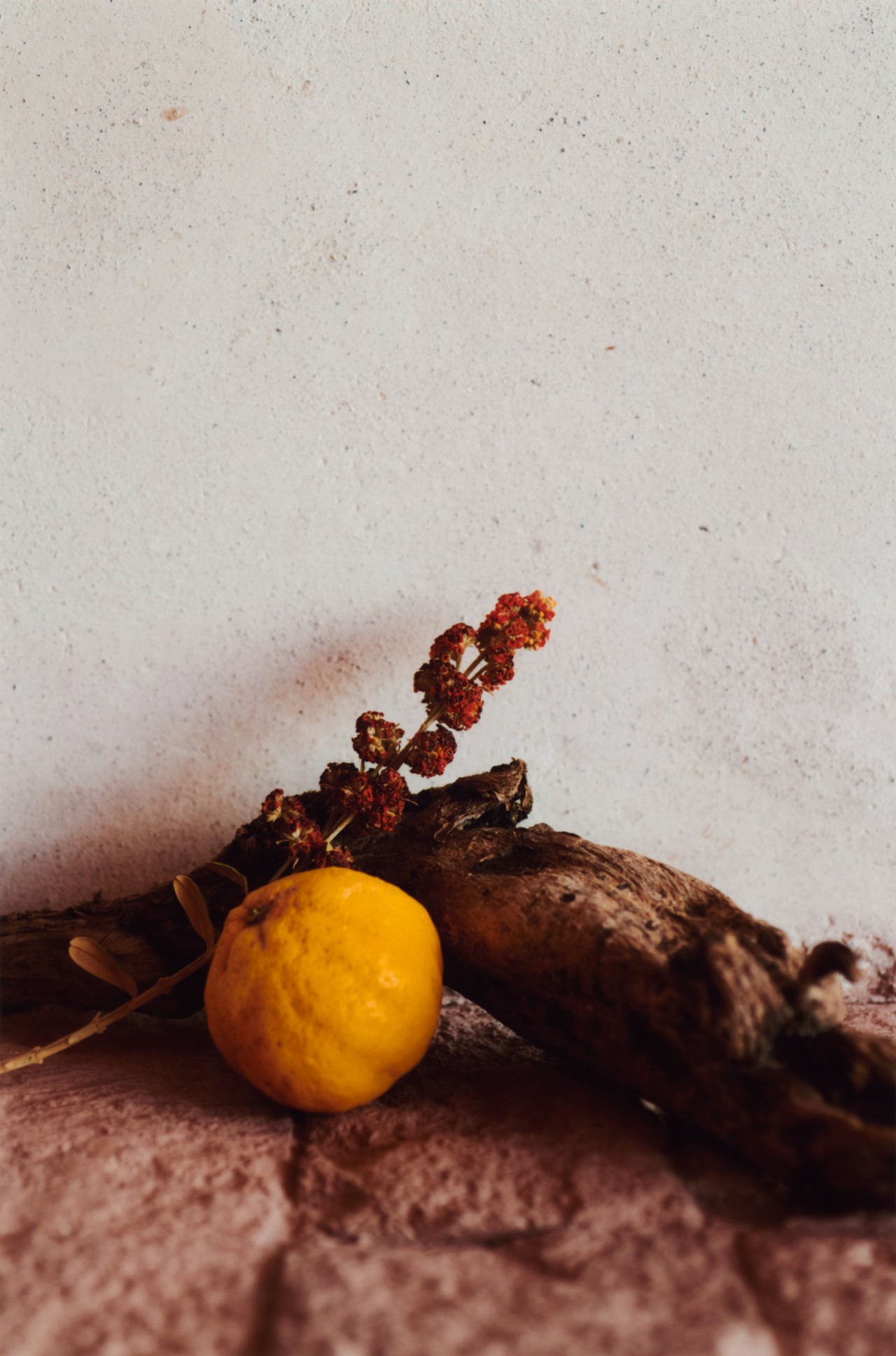 Dried Kjolle, Lemon, and dehydrated Yacon lying on a table in front of a white wall.