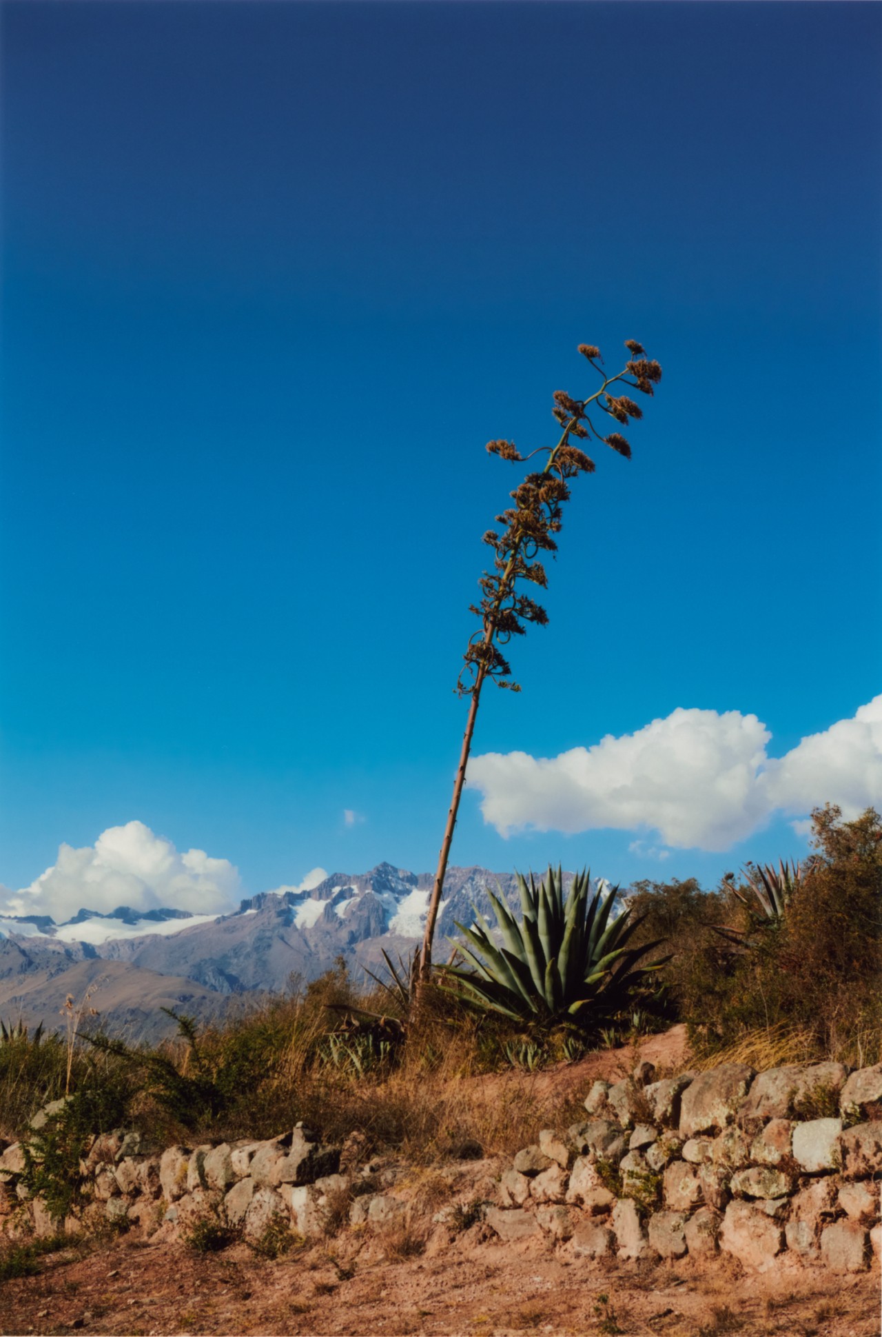 A Peruvian plant grows tall among the sandy, rocky desert terrain. The mountains and cloudy blue sky connect in the distance.