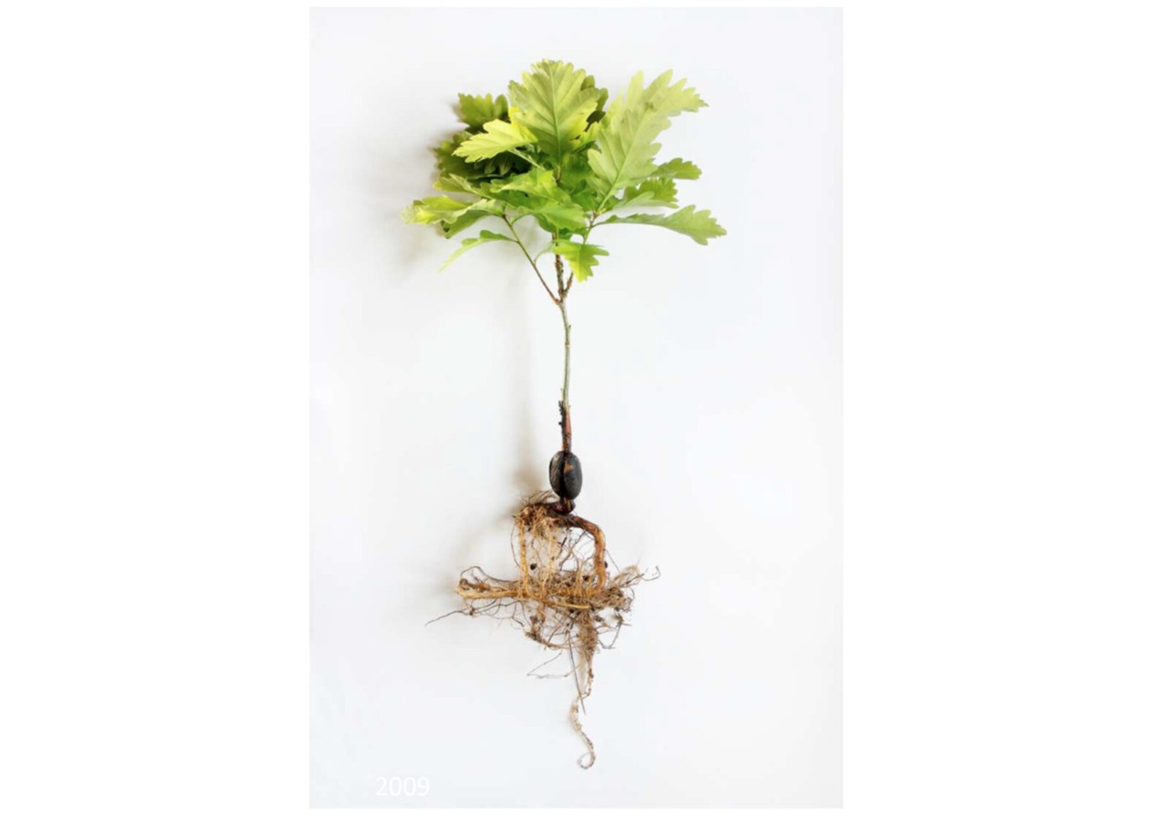 An art piece depicting a full plant including its root against a white backdrop.