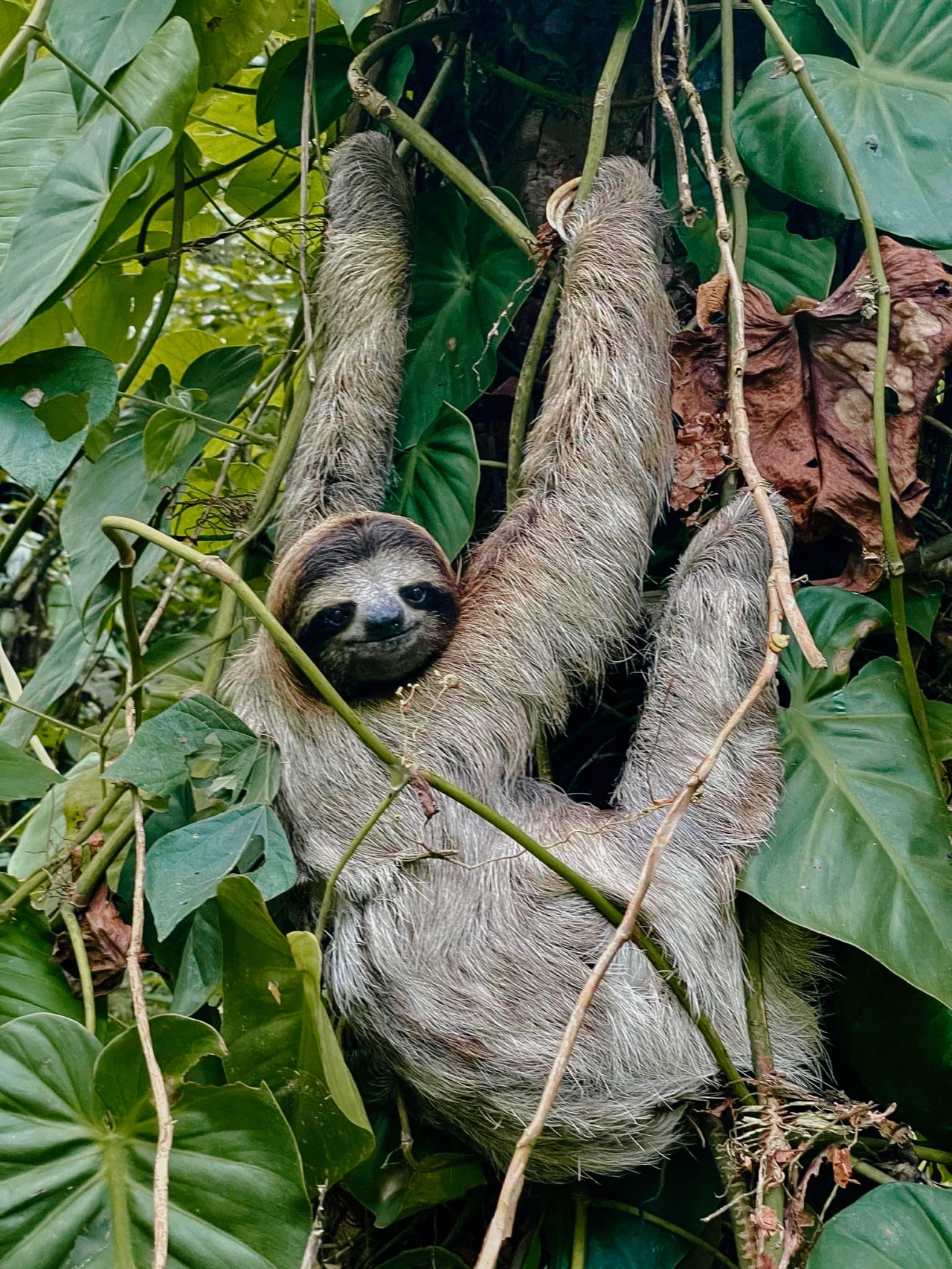 A sloth hanging from a tree in Puerto Viejo turns its neck to look at the camera.