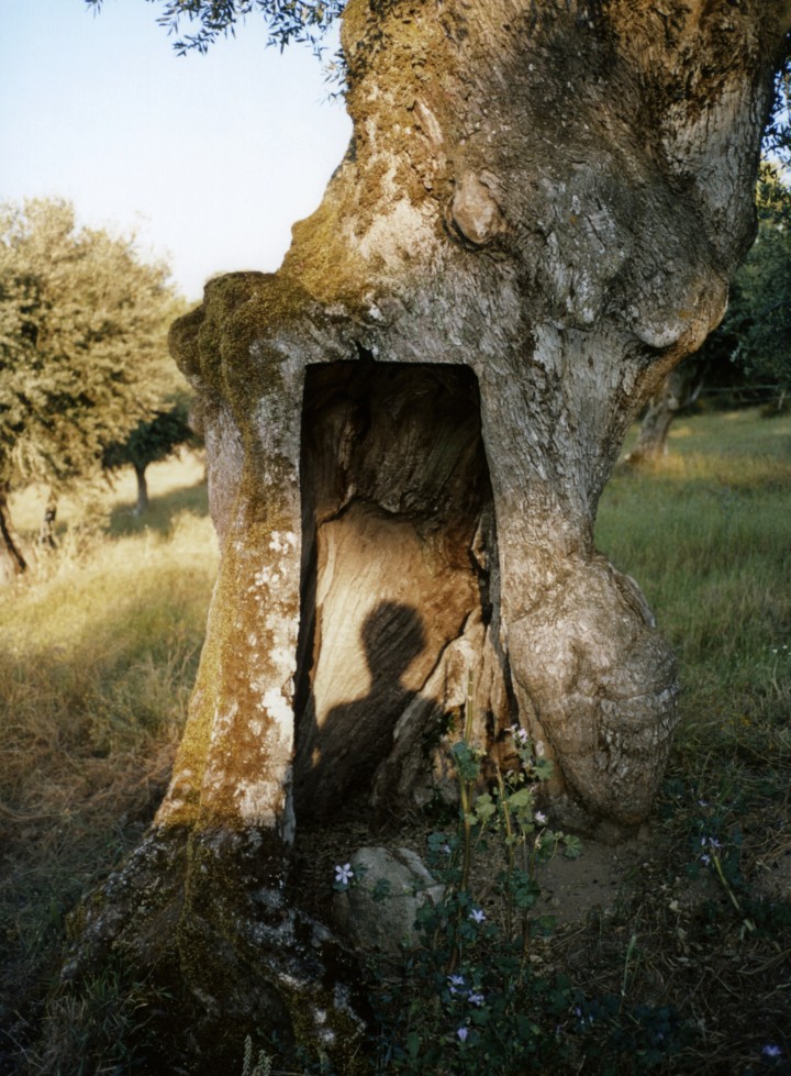The shadow of a person is shown on a tree trunk that is sitting in middle of a grassy field at dusk.