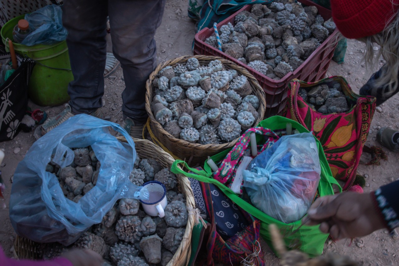 Buckets of peyote, a hallucinogenic cactus used in religious ceremonies.