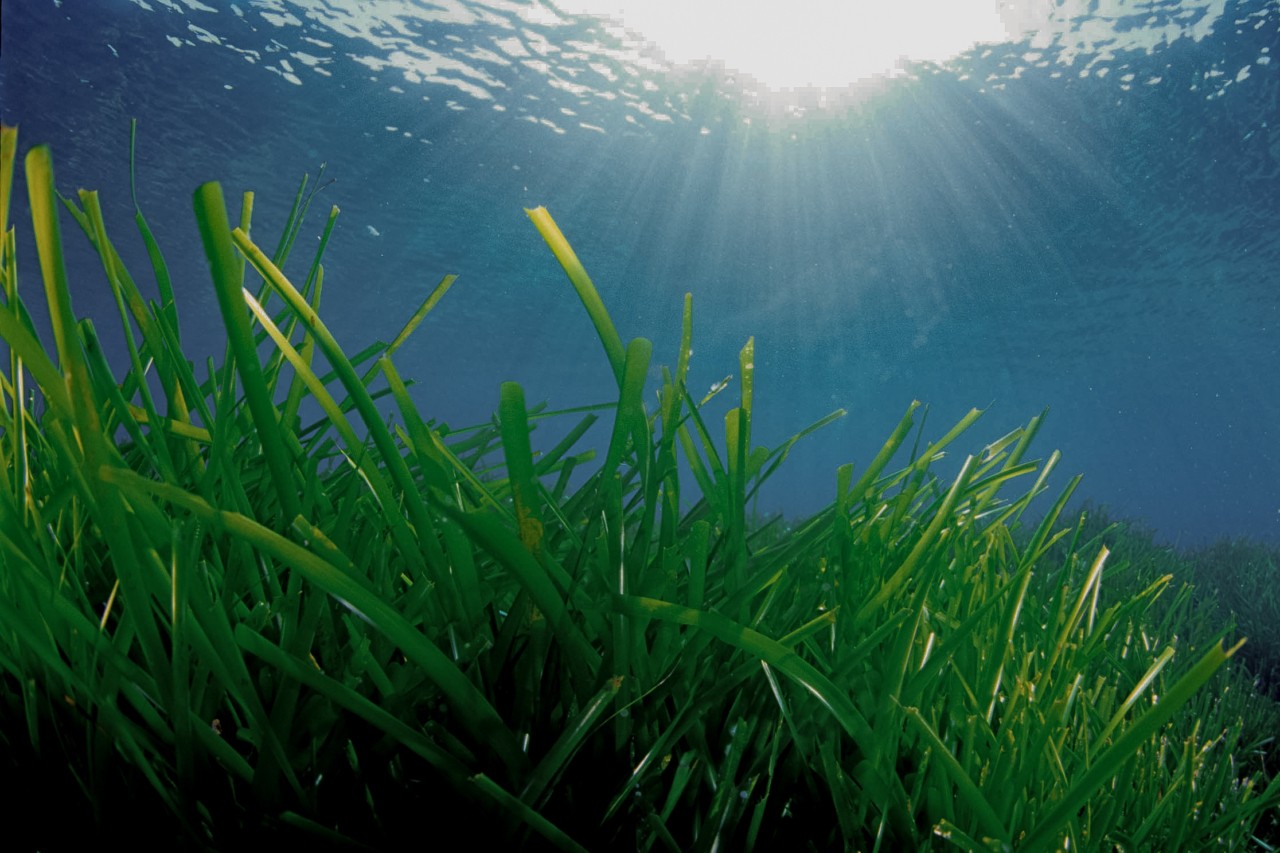 Seagrass sits slightly below the water's surface where the sun is slightly shining through.