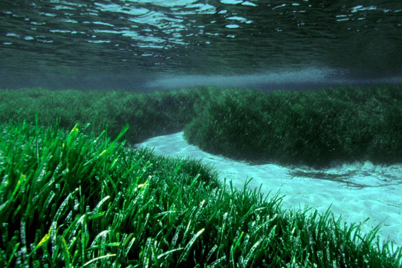 A bed of seagrass is parted by a path of sand at the bottom of the ocean.