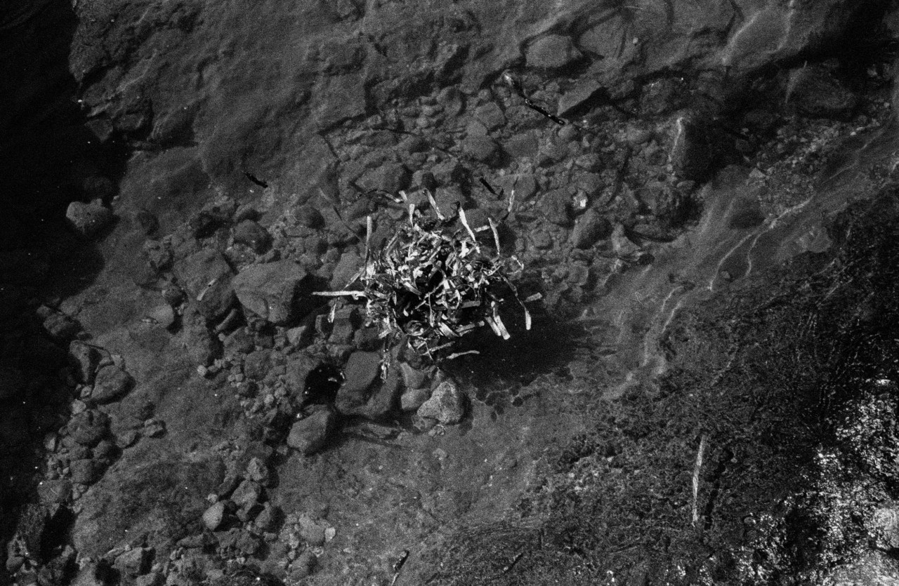 Weeds grow out of a bed of dark, black rocky terrain.