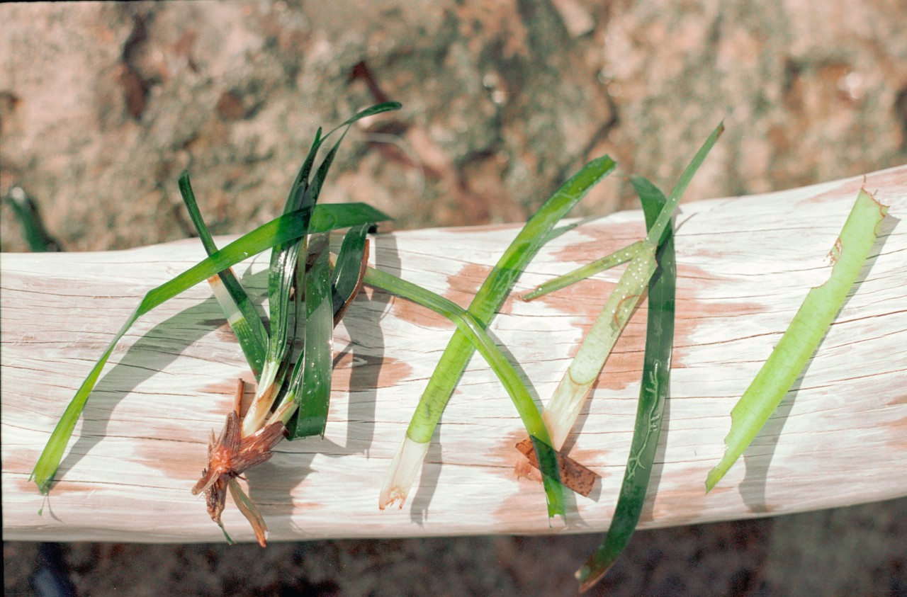Pieces of wet seagrass lay on a plank of wood.