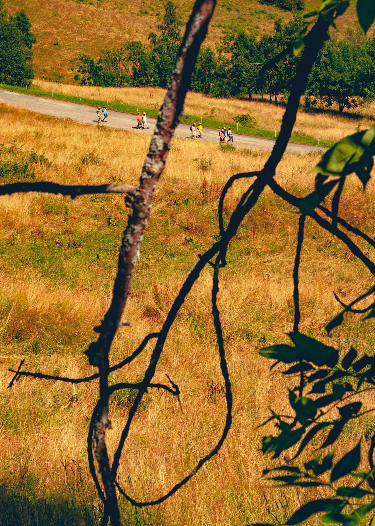 A group of people walking down a mountain path in Europe.