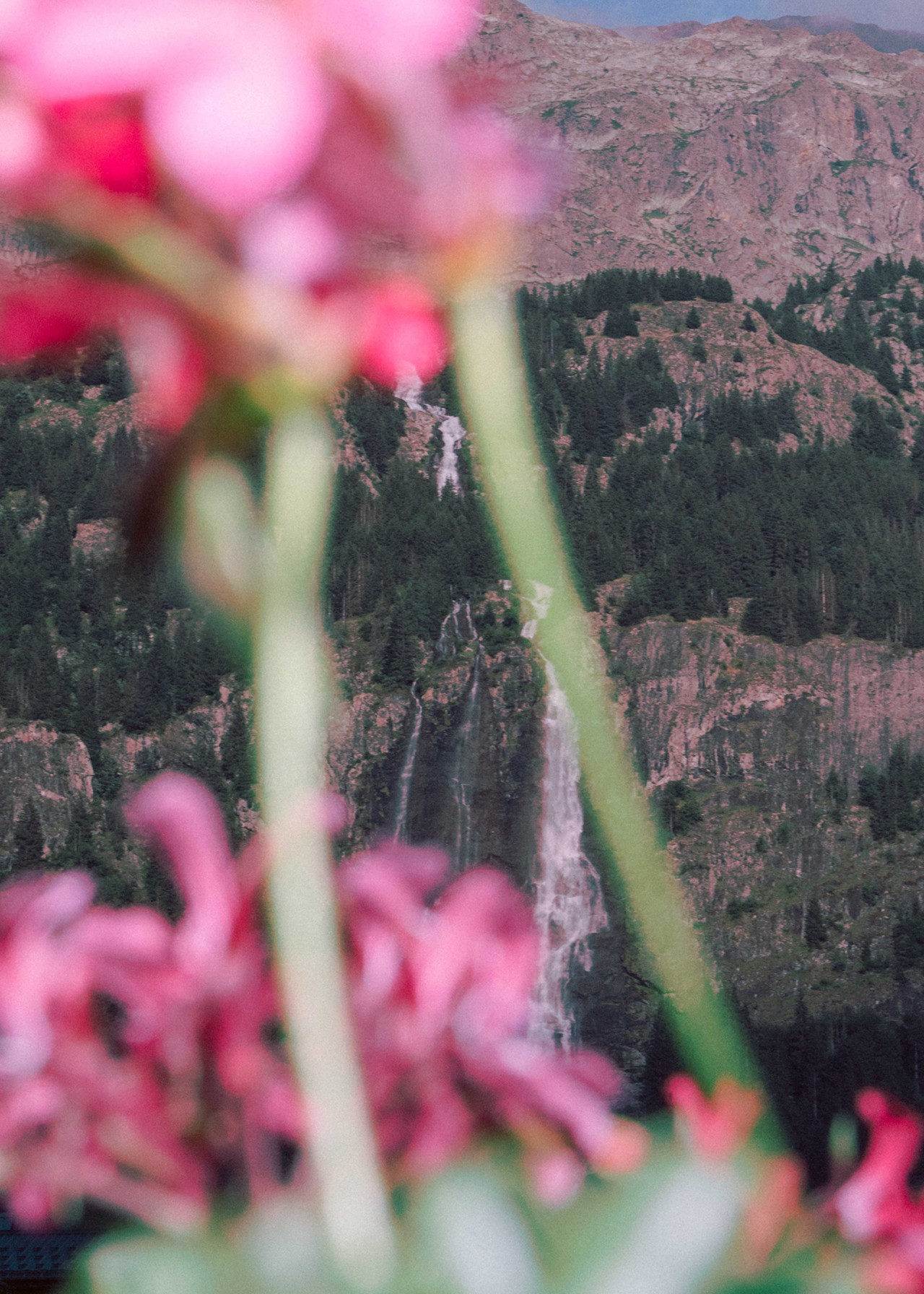 Pink flowers with a long green stems are out of focus. In the background are brown and green mountains.