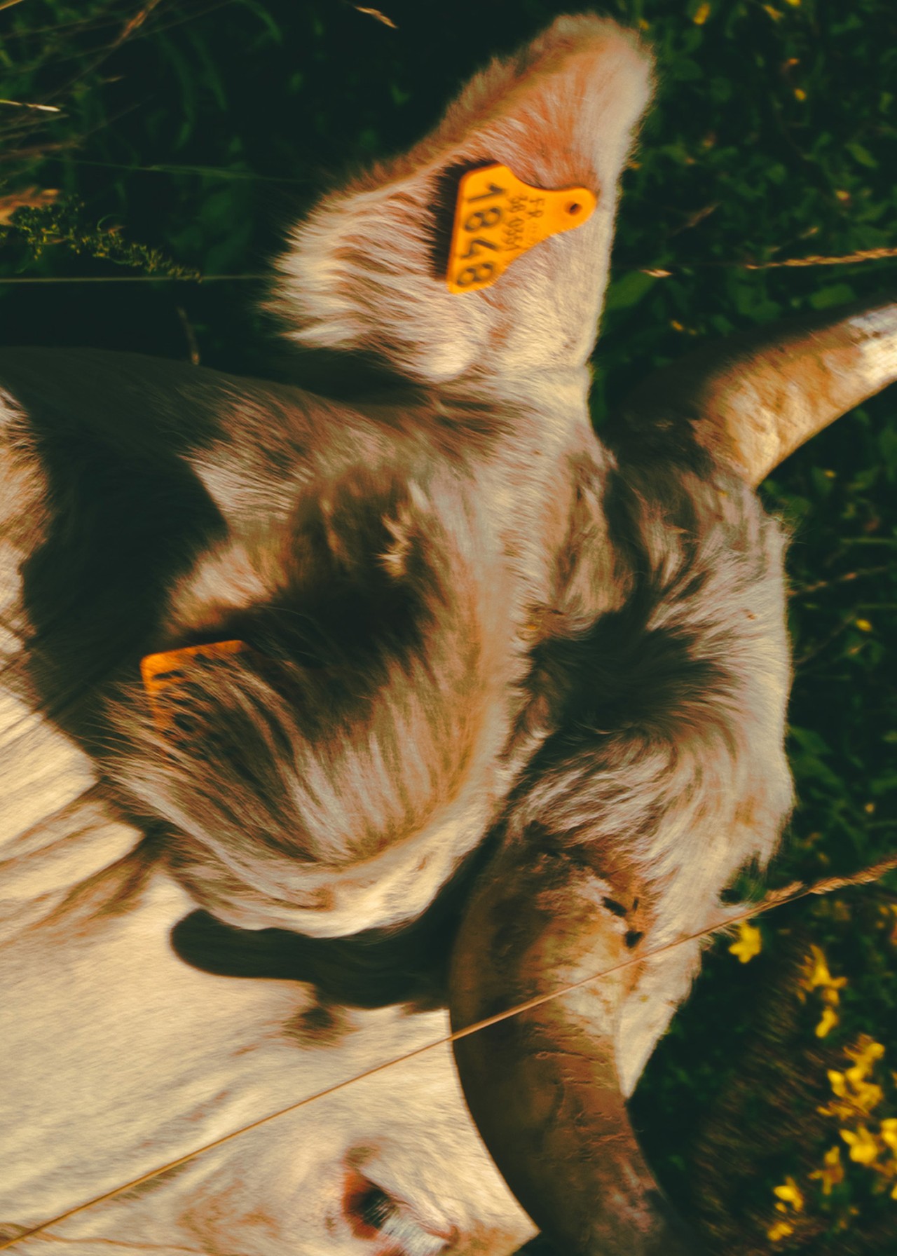 A furry brown cow has an orange tag with a number printed on it attached to its face.