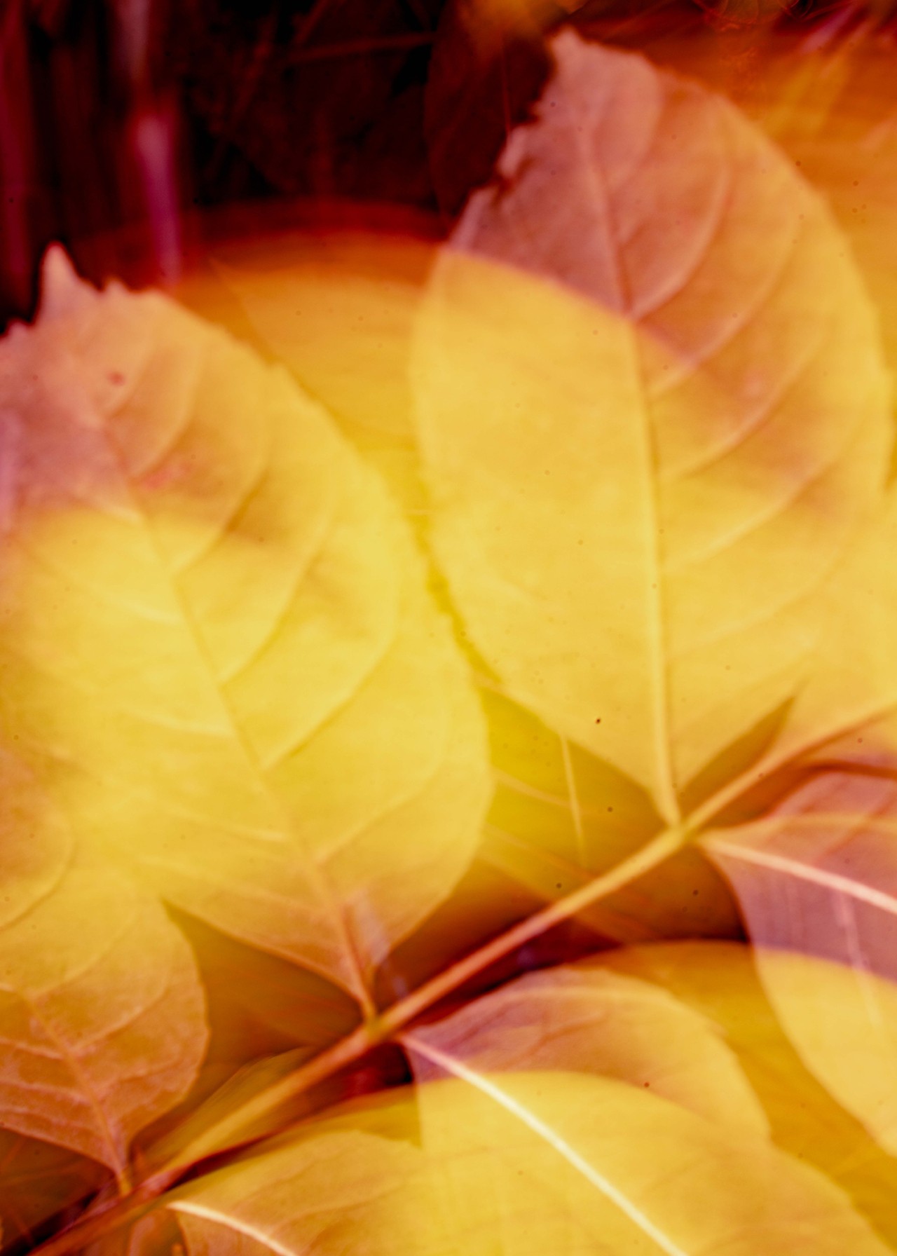 A double exposure image of yellow and red leaves on a vine.