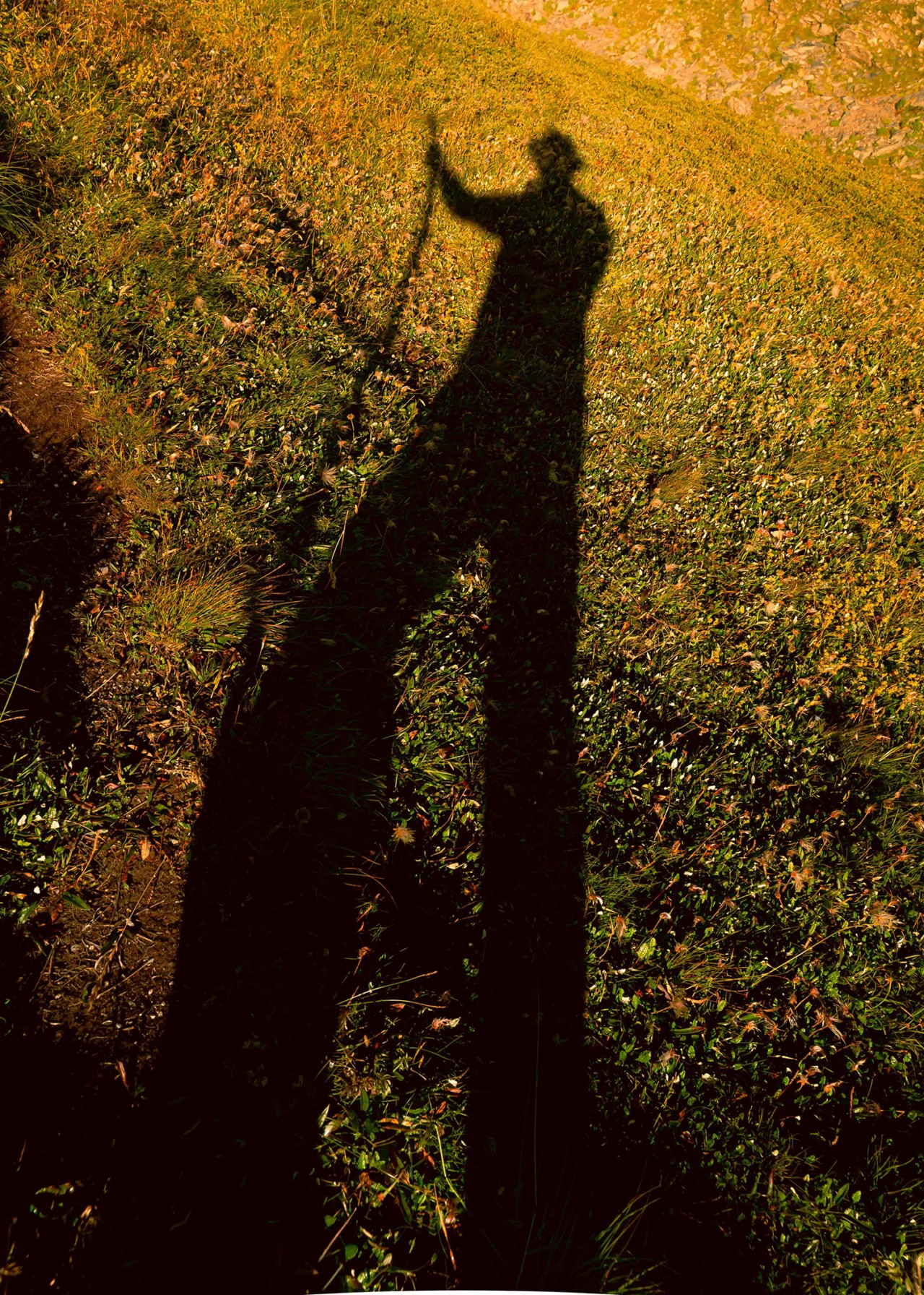 The tall shadow of someone holding a walking stick in the grass.