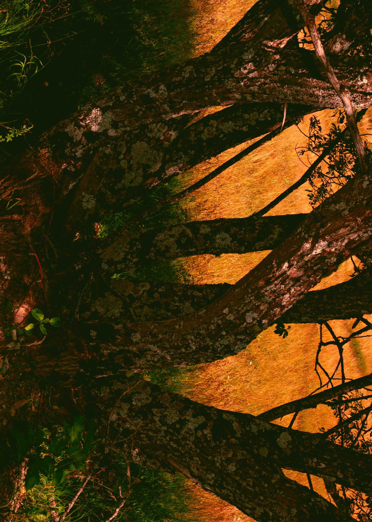 The side angle of a forest with only grass, tree trunks, and orange background.