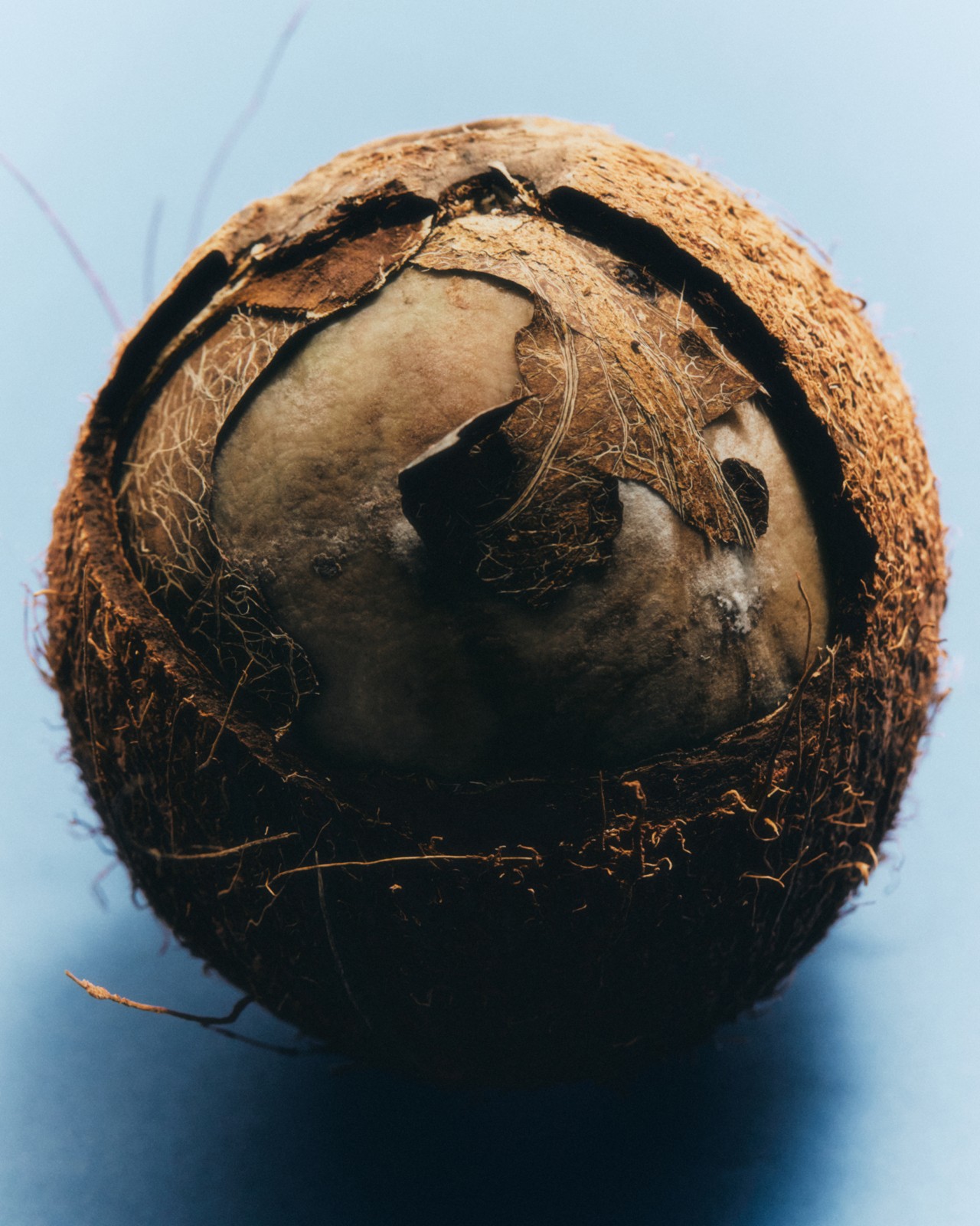 A damaged coconut rests in front of a blue background.