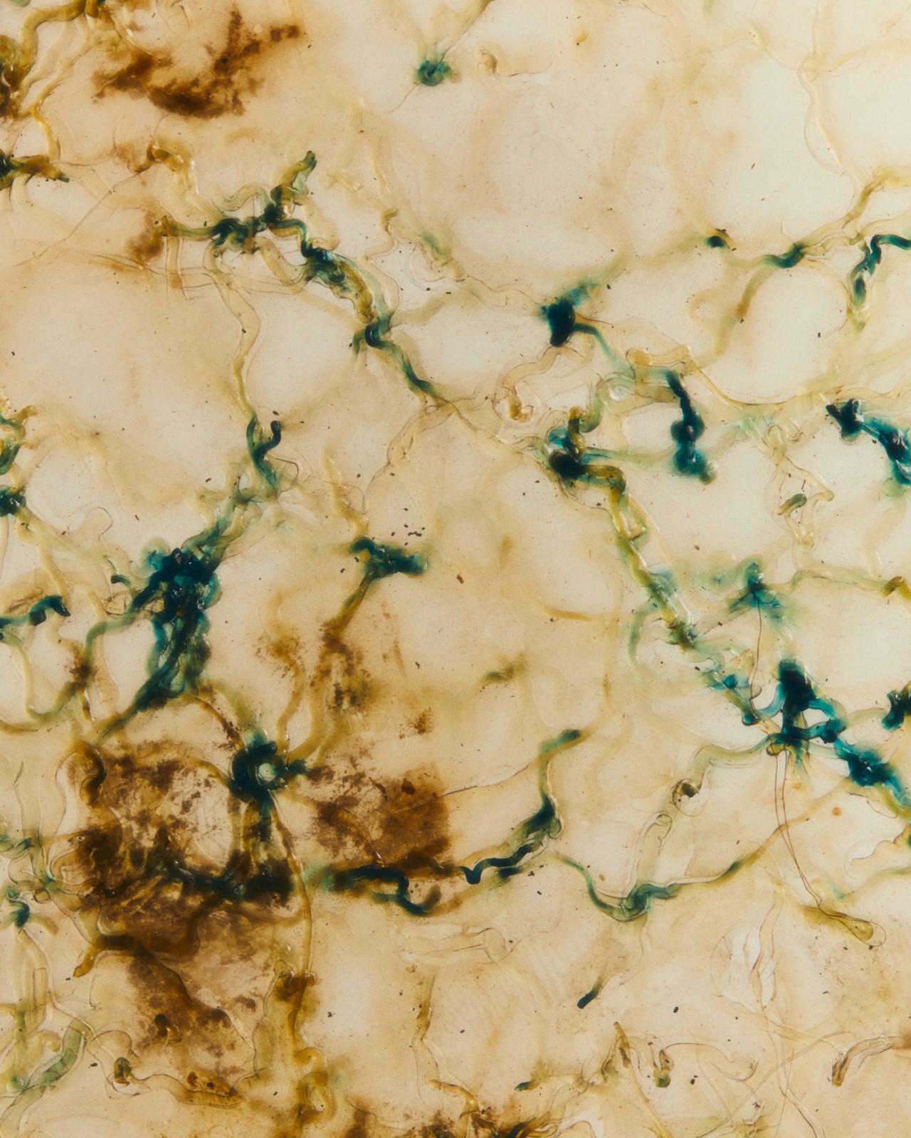 Close-up of biomaterial