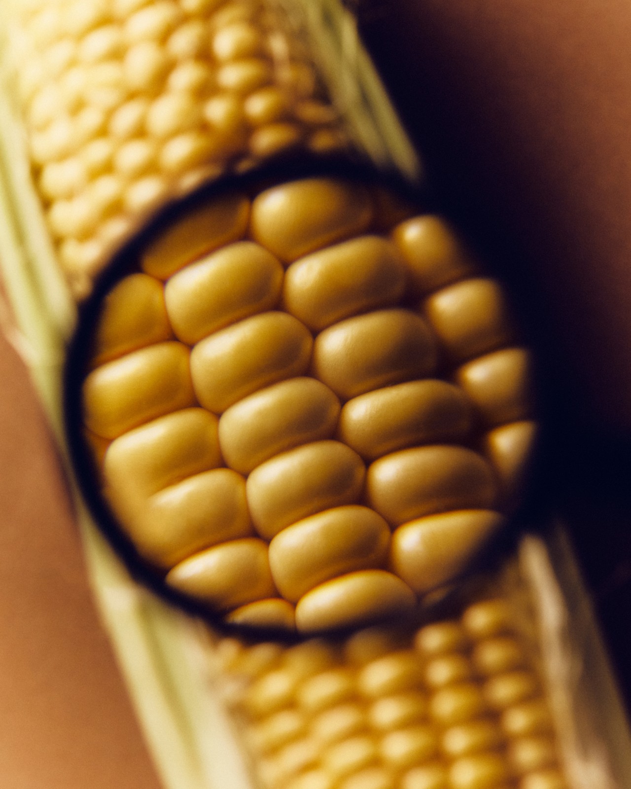 Yellow corn seen through a magnified lens