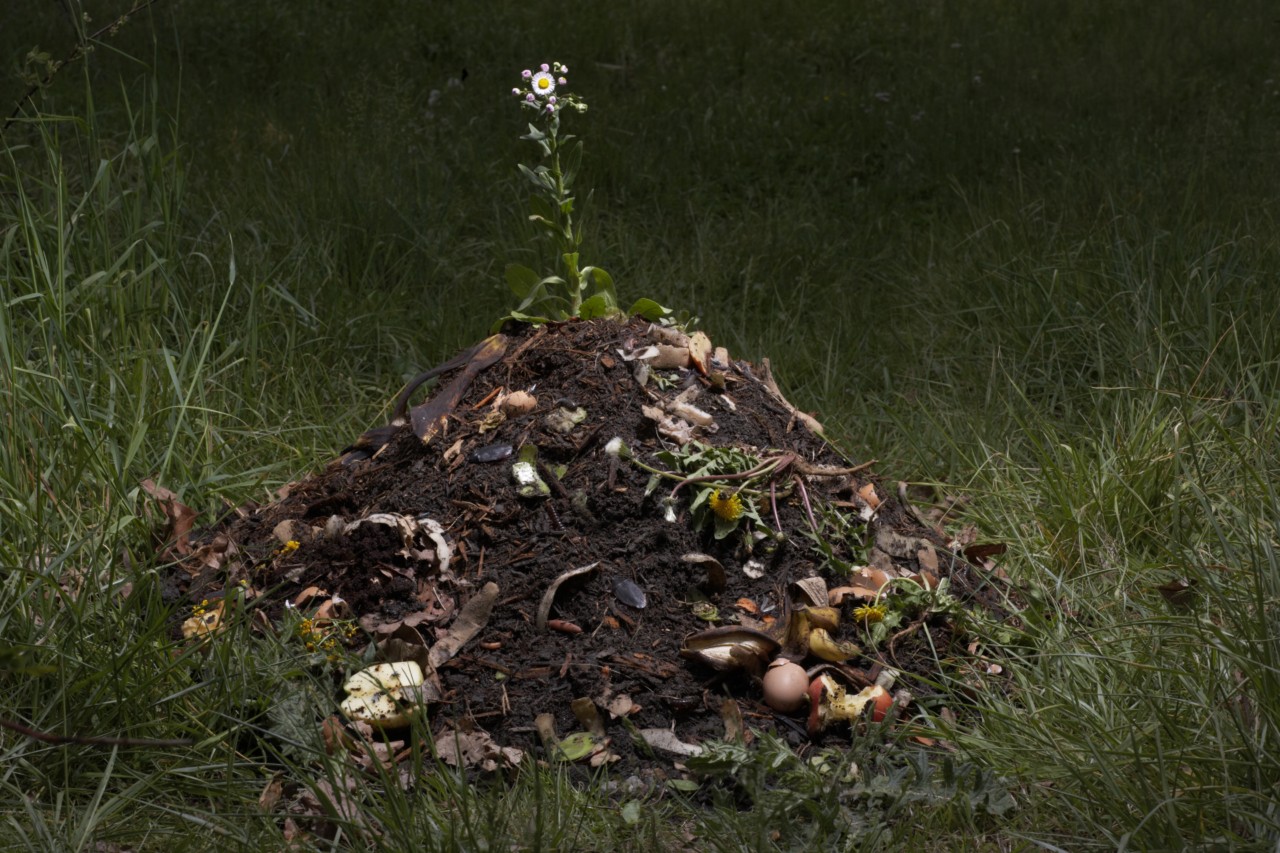 A Love Letter to My Compost Heap