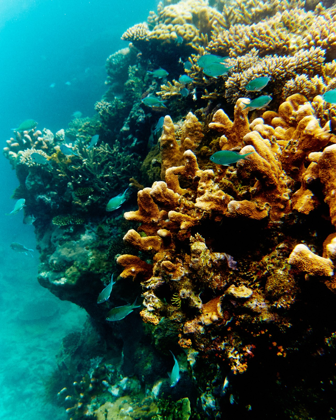 Tiny blue fish swim along a coal reef buried deep in the ocean.