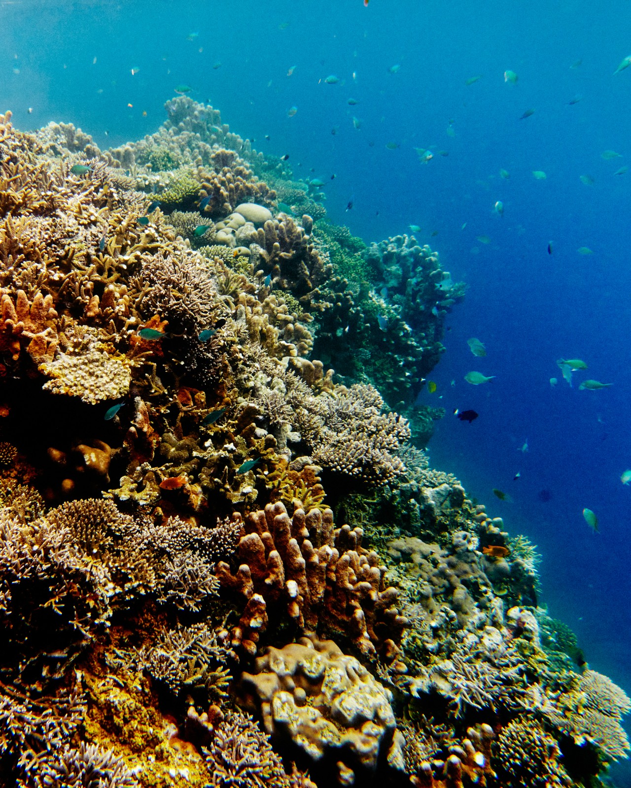Several small fish swim around a large coral reef in the depth of the ocean.