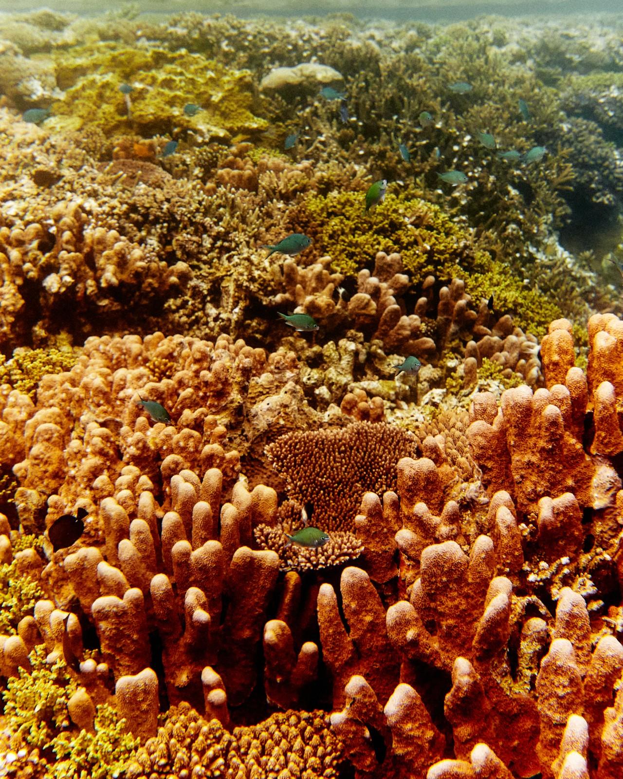 Bright orange coral sits at the bottom of the ocean as small fish swim through and around it.