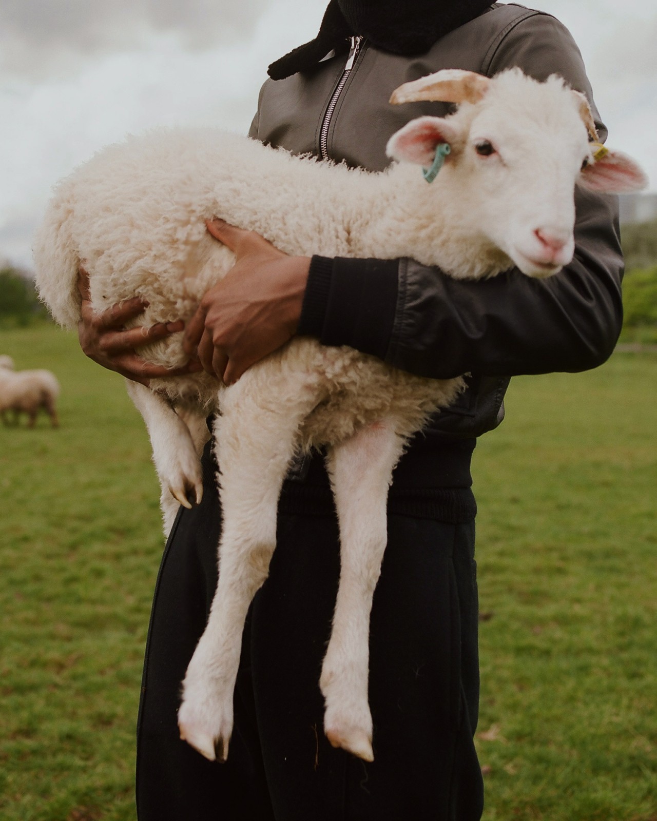 A person standing in a grass field holds a lamb in their arms.