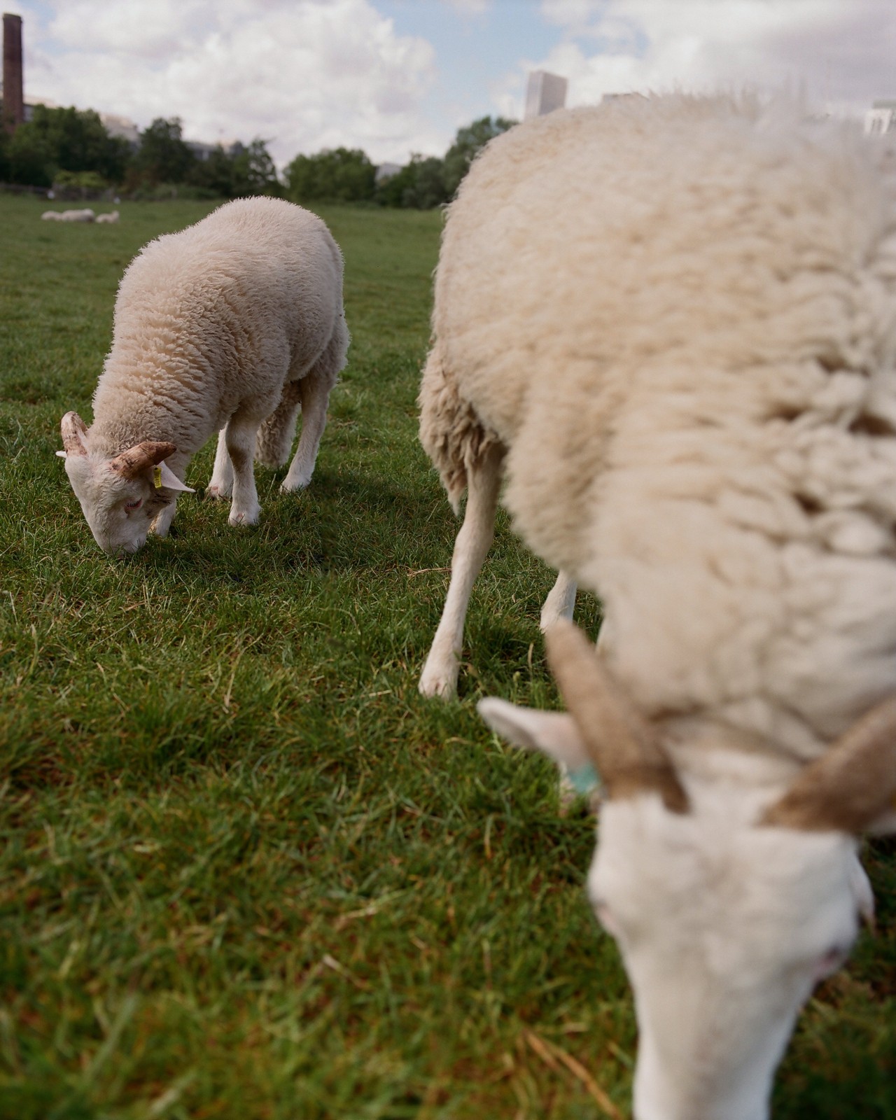 Two sheep lower their heads to graze in a grass field.