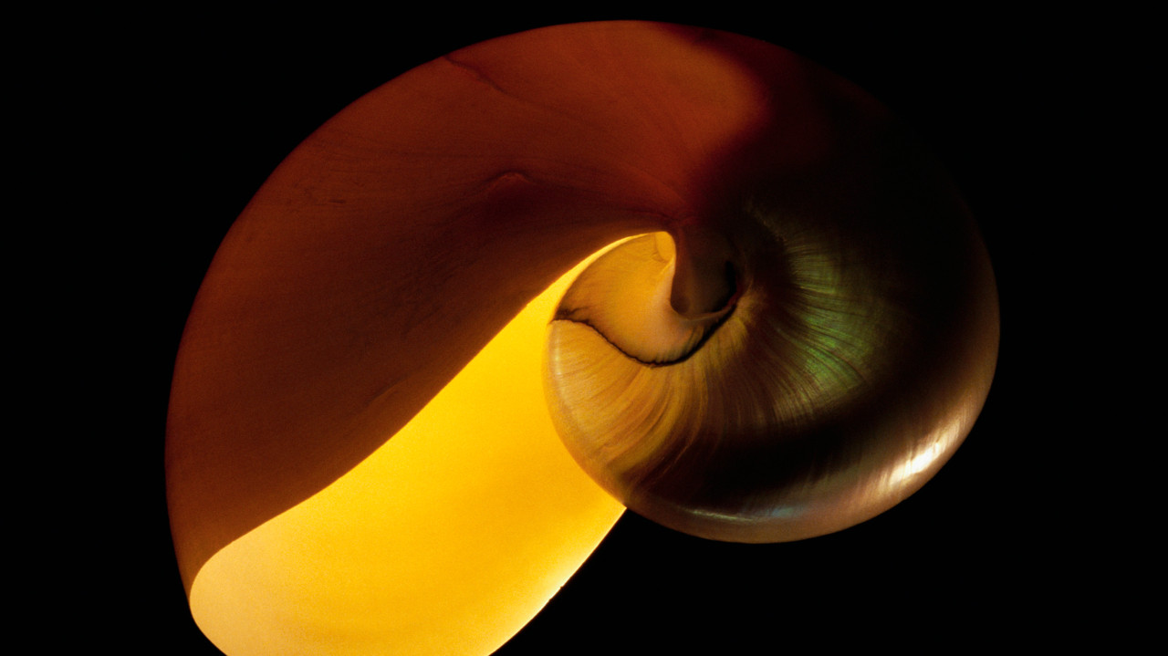 Fractal Nature: Het patroon in alles