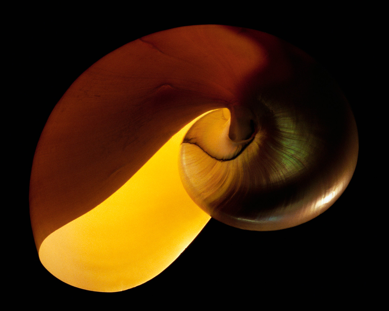 Light illuminates the inside of an empty snail shell.