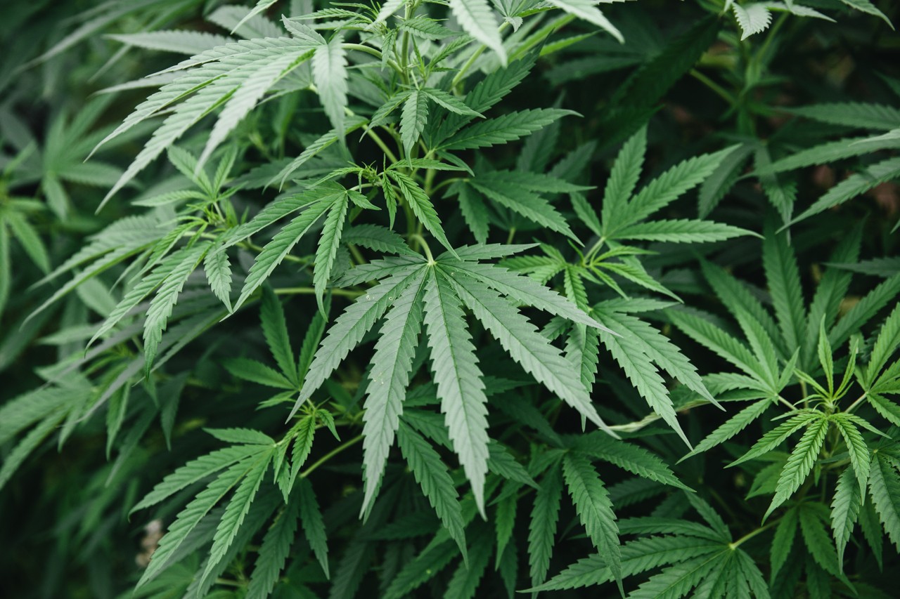 The hemp plant, which can be used as a biomaterial.