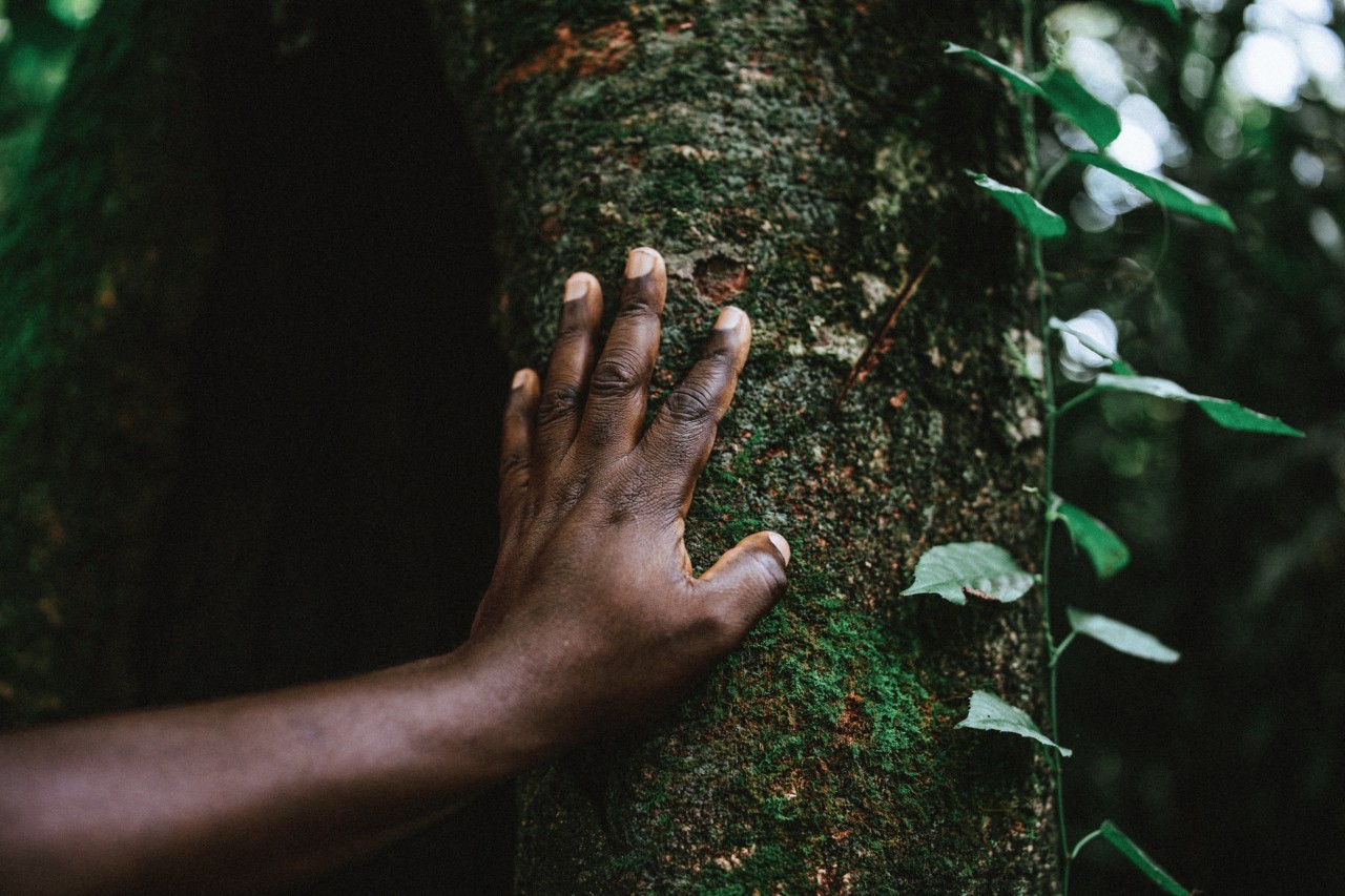 Dead Trees and Dying Traditions in Kenya’s Last Tropical Rainforest