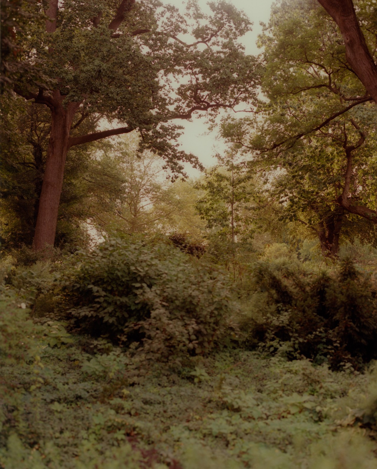 Sunlight peeks through a grassy forest surrounded with trees.