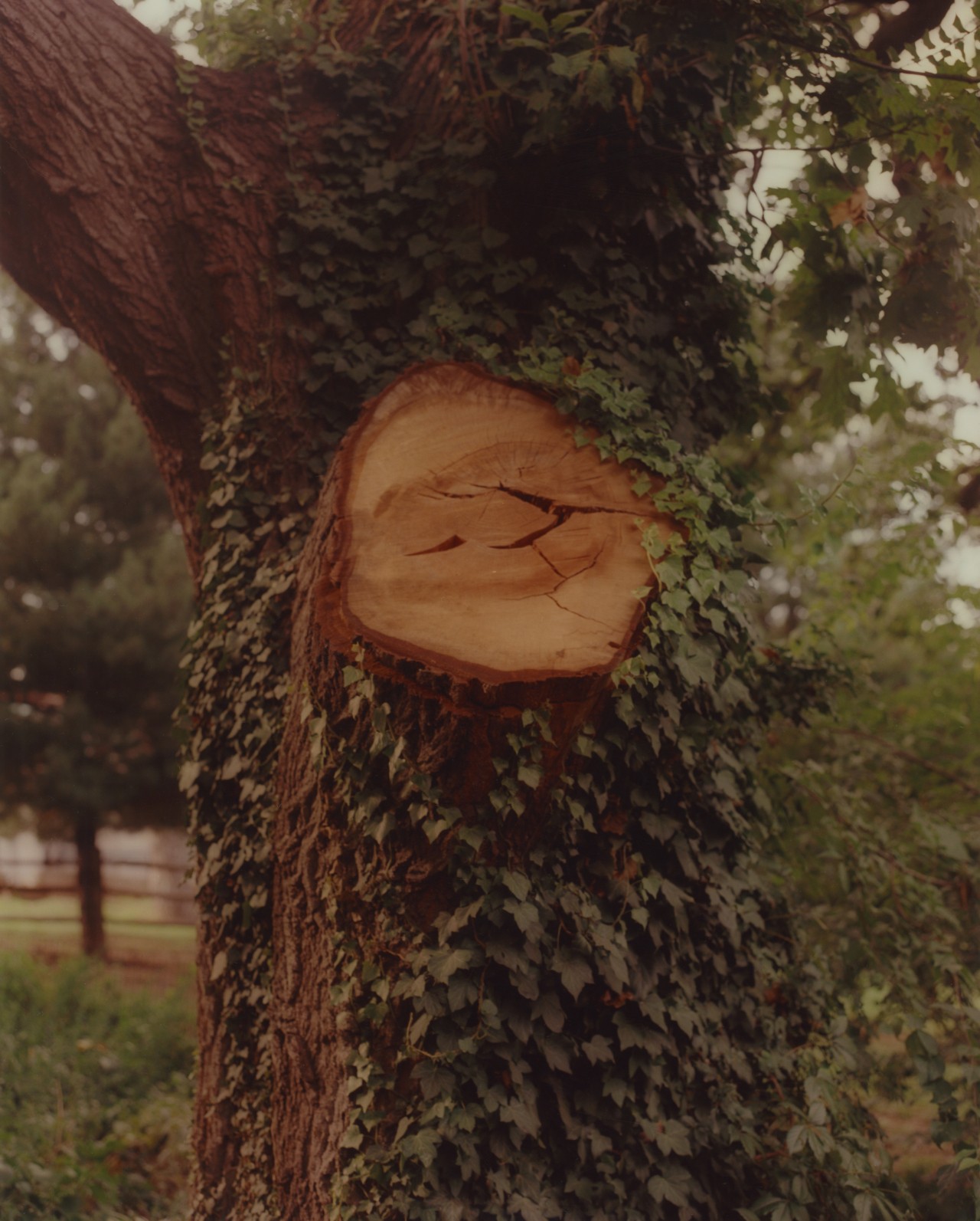 A tree with leaves growing along the trunk reveals an open faced chopped branch.