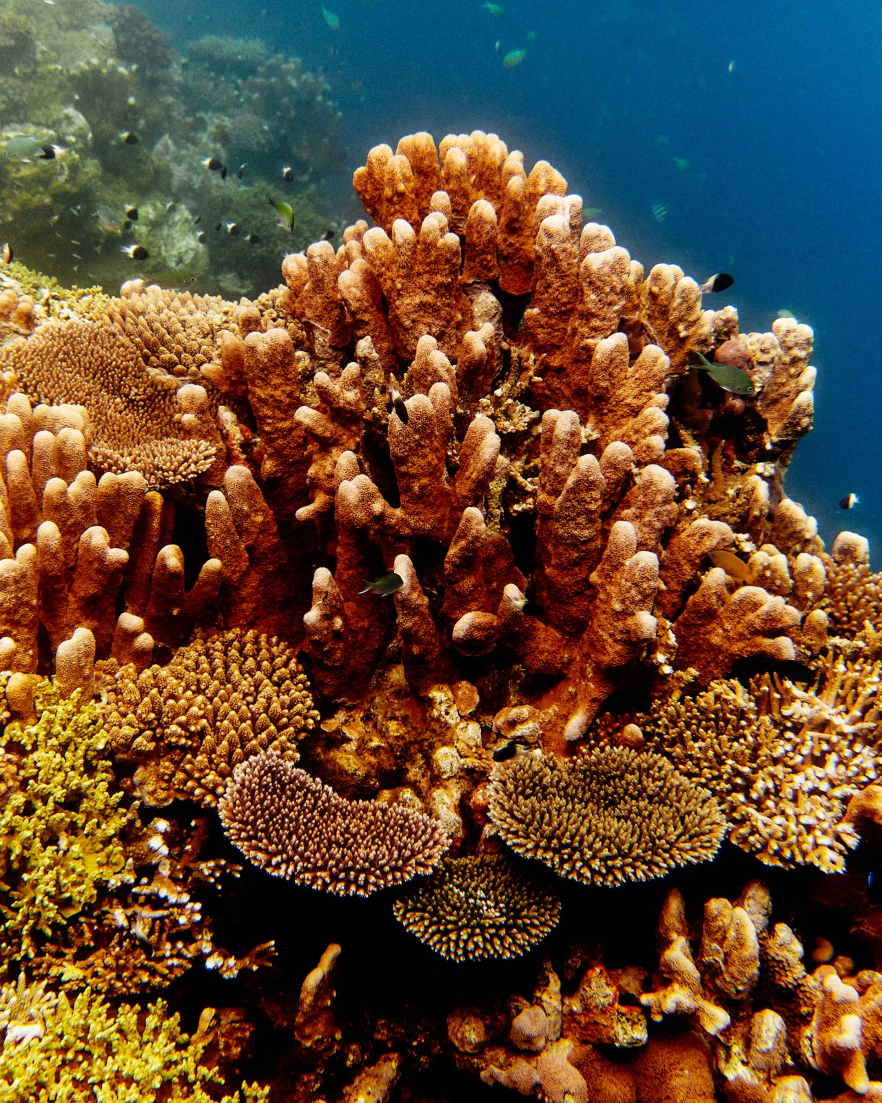 The Scientists Studying the Edge of Extinction