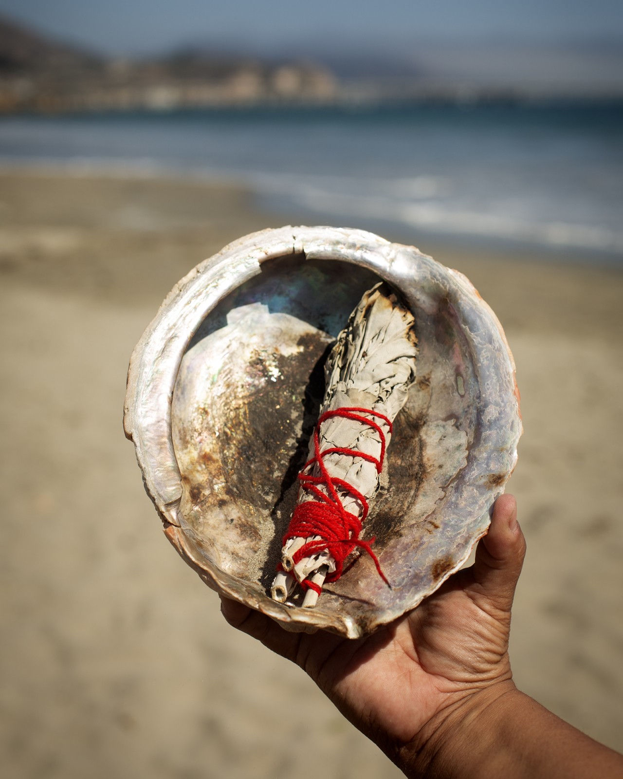 A person is holding a large, open faced seashell with a stick of white sage wrapped in red yarn resting on the inside.
