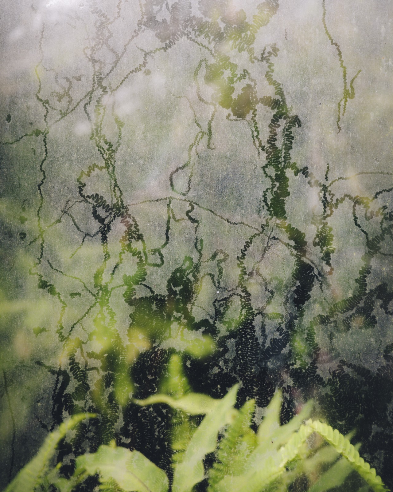 Bright green plants are barely visible through a foggy window
