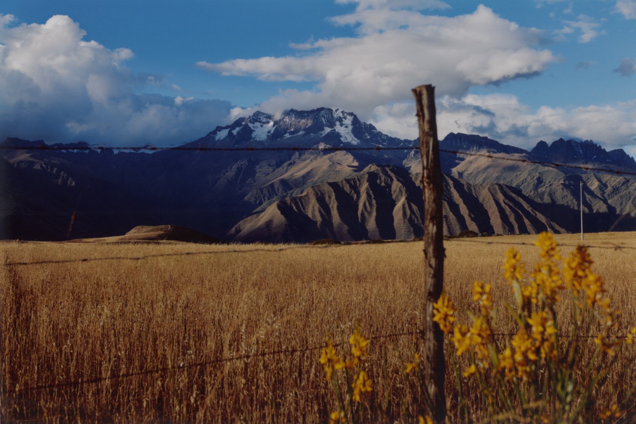 A landscape shot of a golden what field with the Andes mountains in the background