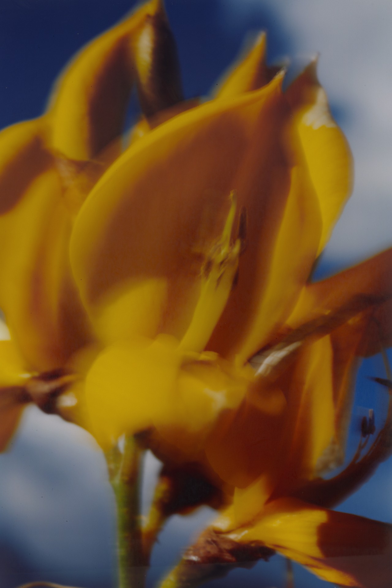 A close up of a bright yellow flower growing in front of a bright blue sky