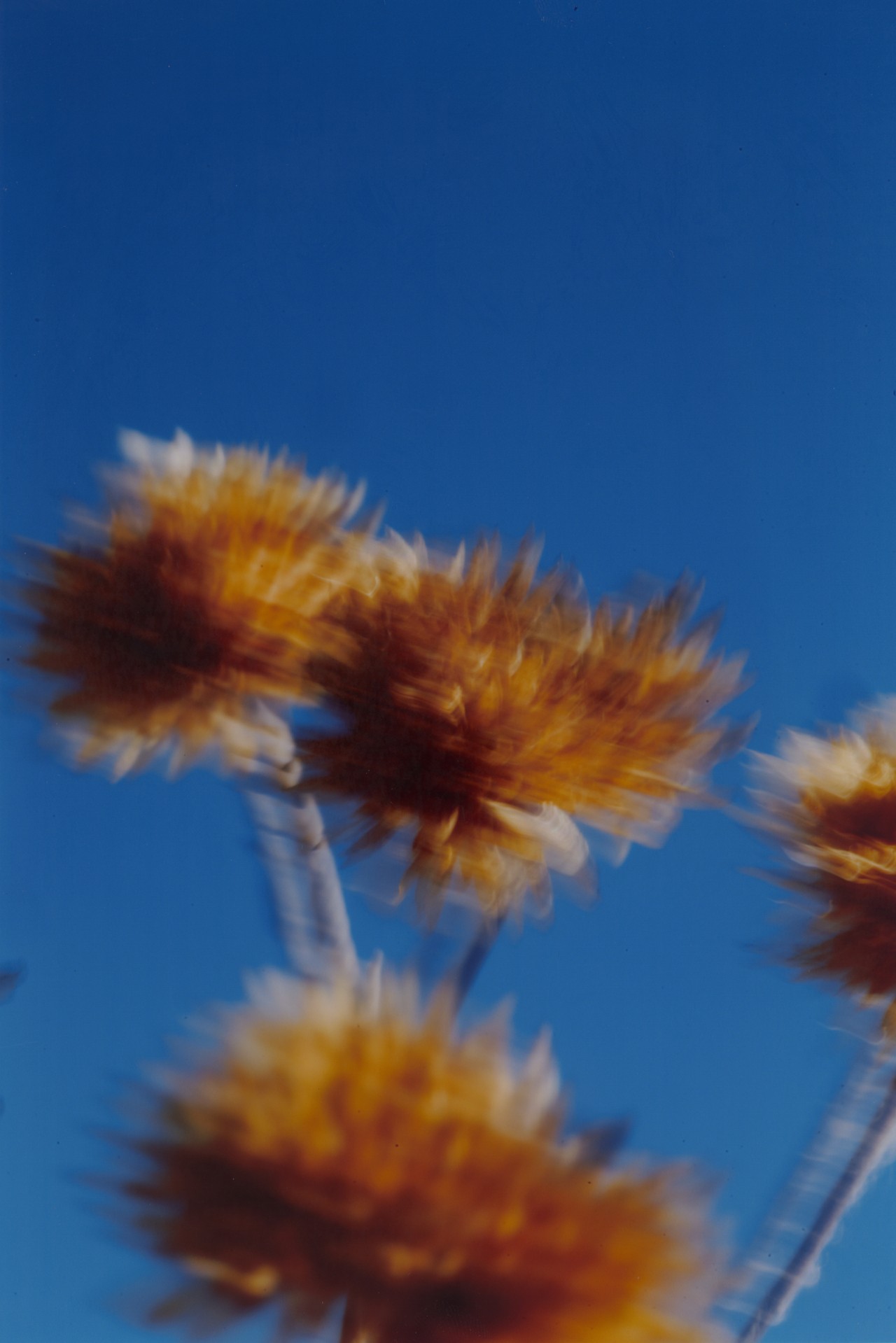 Yellow flowers blow in the wind in front of a blue sky