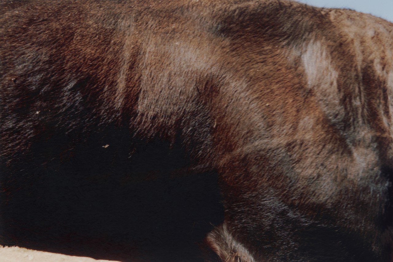 A close-up of a cow's hide