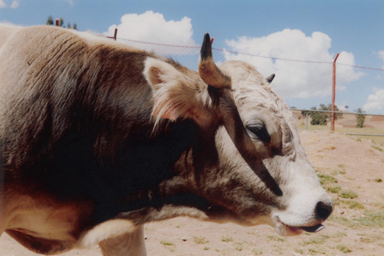 The profile of a cow walking in Cusco Peru