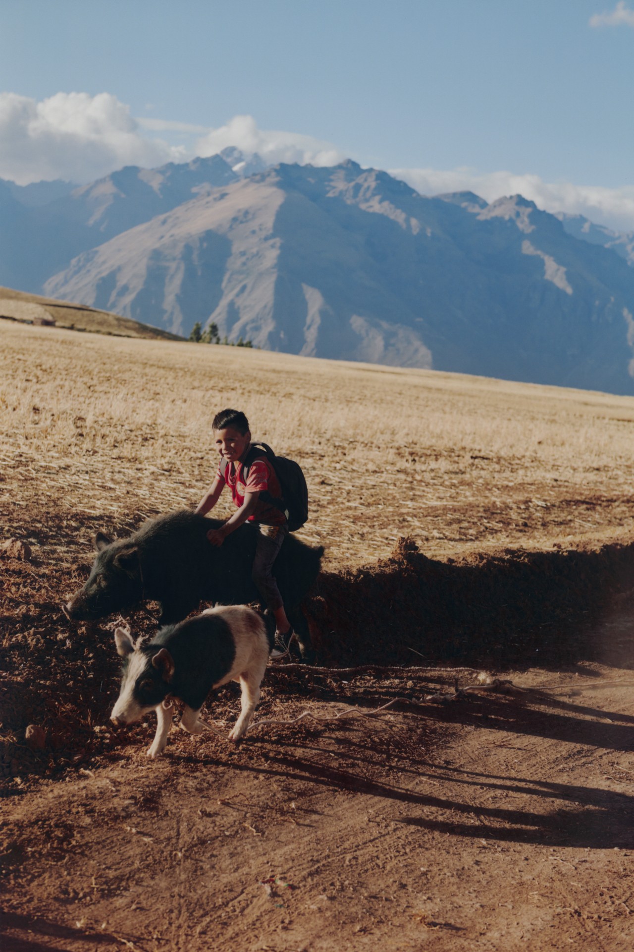 A young rancher rides his pig along a dirt road after a day of work. The Andes mountains are in the background.