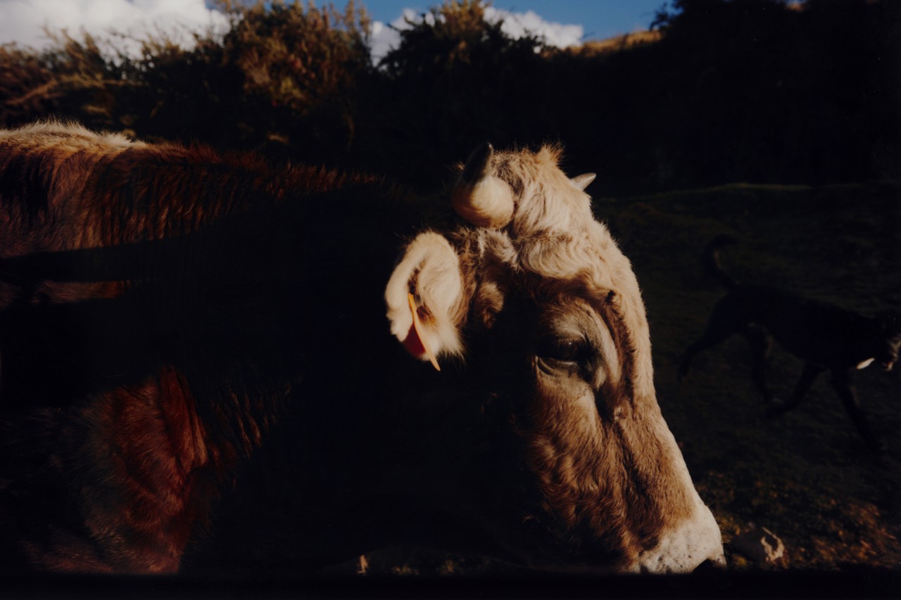 The dark profile shot of a cow in Peru