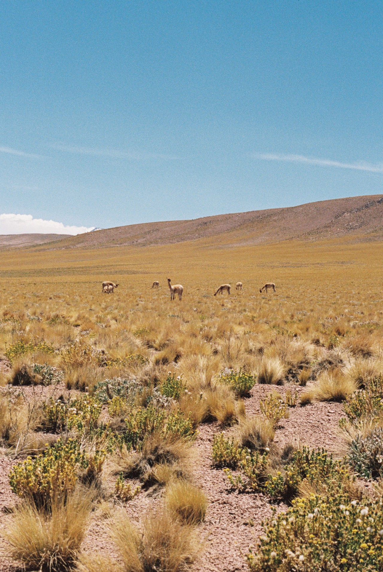 Alpacas roam a desert landscape.