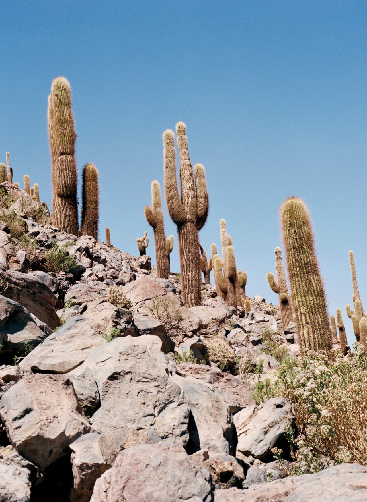 Several cacti grown along rocky terrain in a desert.
