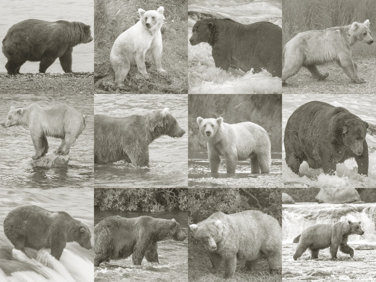 A collage of different kinds of bears in the wild in honor of fat bear week.