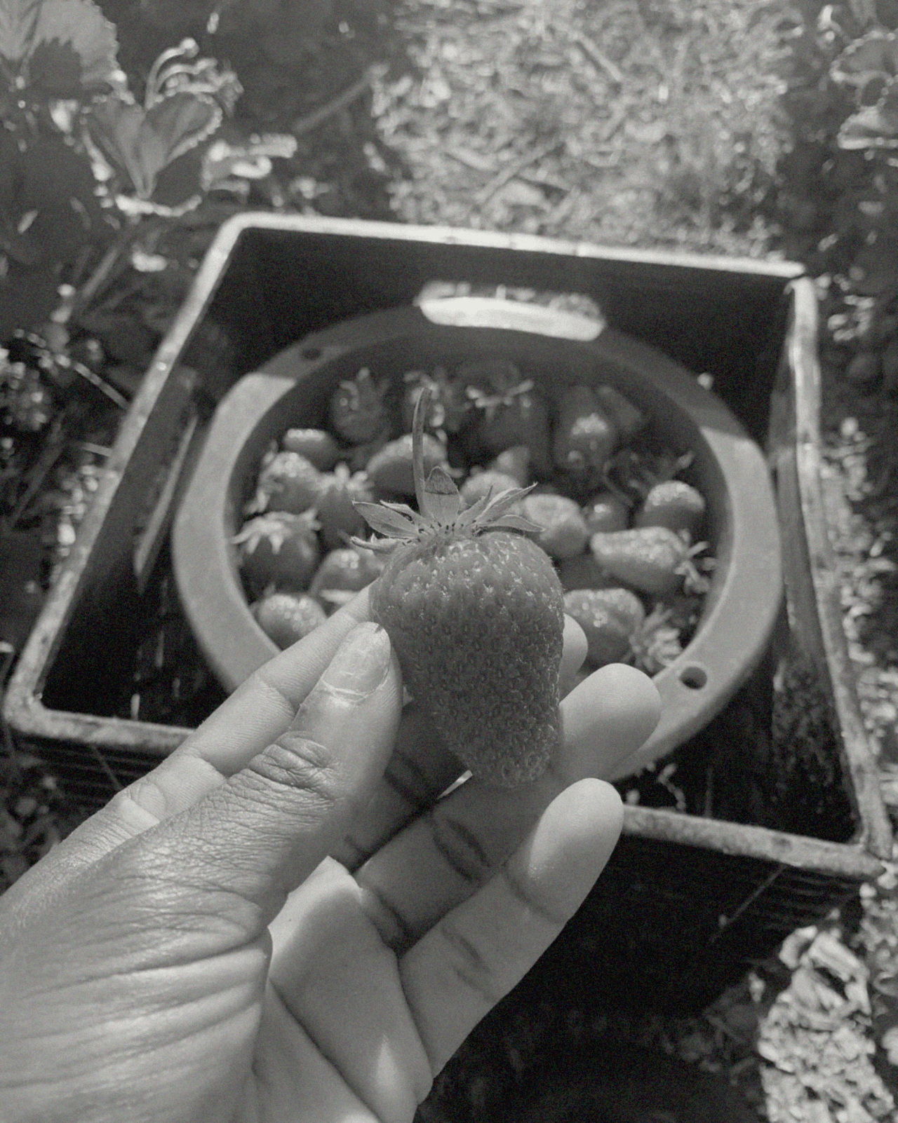 An HBCU student holds a strawberry while standing in a local farm.