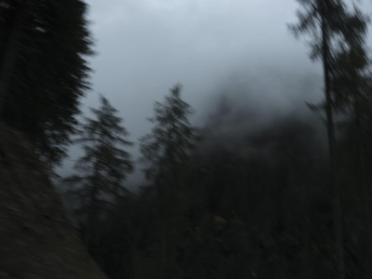Trees stand in a foggy forest.